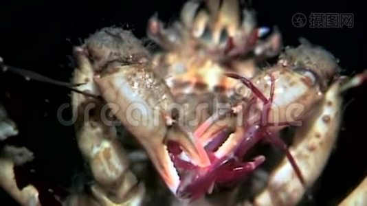 蟹黄在俄罗斯白海海底用爪子抓着战利品。视频