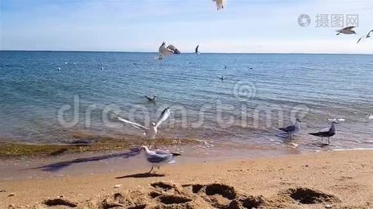 海鸥在沙滩上慢悠悠地为食物而战，海鸥在大海上嬉戏视频