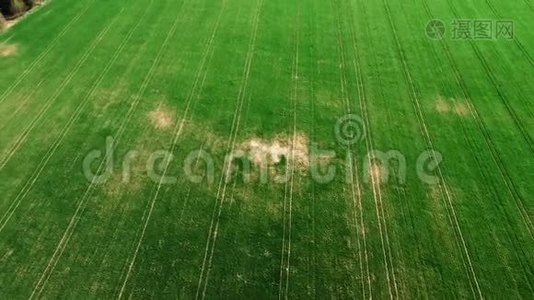 从空中无人机视野中看到绿色的幼麦或谷物品种视频