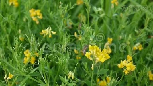 在草地上排列草原野花。 镜头拍摄静态摄像机特写.. 草视频