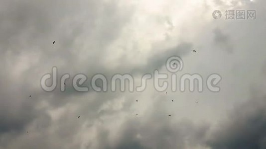 海鸥在天空中飞翔，迎着戏剧性的太阳云视频