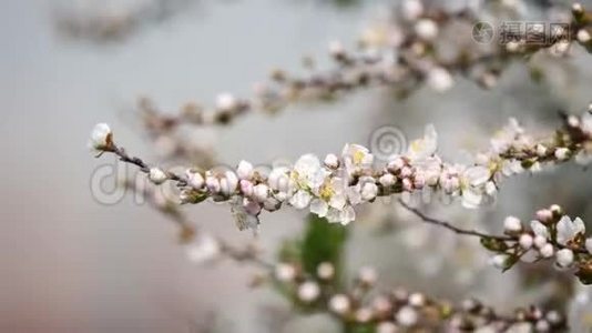 春季系列花卉：日本灌木樱花在微风中小簇簇，近景，4K电影视频