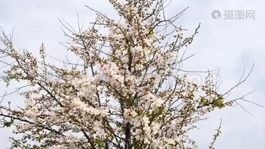 春季系列花卉：日本灌木樱花在微风中小簇簇，近景，4K电影视频