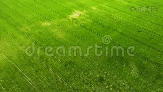 从空中无人机视野中看到绿色的幼麦或谷物品种视频
