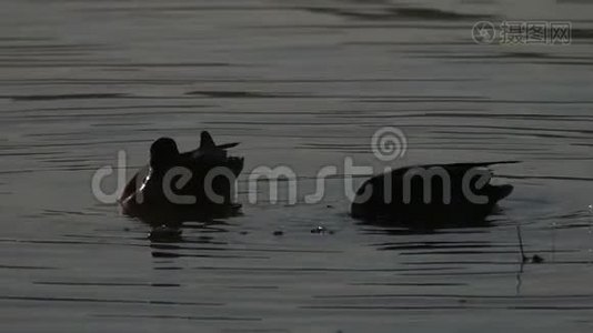 夏天两只游泳的鸭子在一个湖上游来游去视频