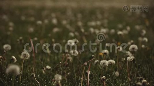 蒲公英植物夏季季节日视频