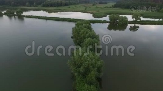 夏季有树木、草和芦苇的直苇床的空中拍摄视频