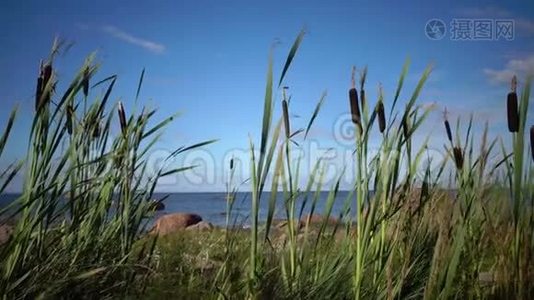 香蒲是香蒲属的多年生草本植物。 它的海岸视频