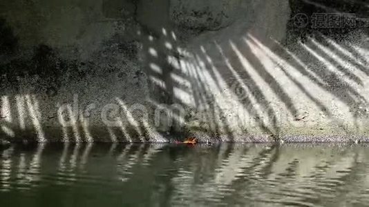 中国扇棕榈树叶片在渠壁和水面上的抽象阴影视频