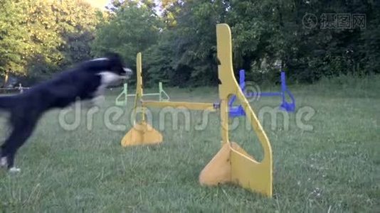 在一个阳光明媚的夏天，一只边境牧羊犬追逐着穿过草坪的球跳过五颜六色的屏障视频