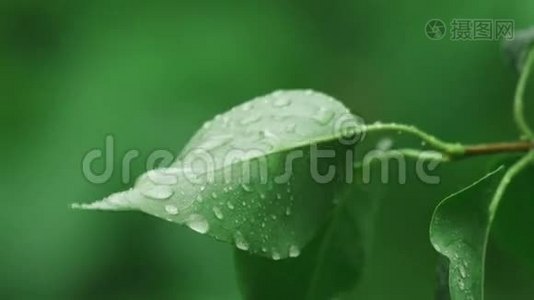 带雨滴的丁香叶.视频