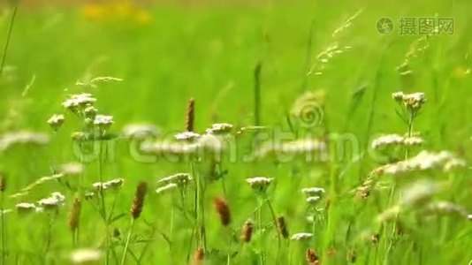 大自然中的绿色植物视频