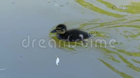 一只滑稽的小鸭子在碧绿的湖水中游向母鸭视频