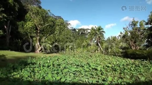 塔希提岛法属波利尼西亚的花草树木..视频