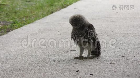 一只小猫头鹰在玩毛毛虫视频