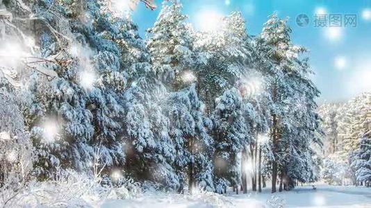 树在冬天的田野里，落着雪，蓝色的。 雪林降雪..视频