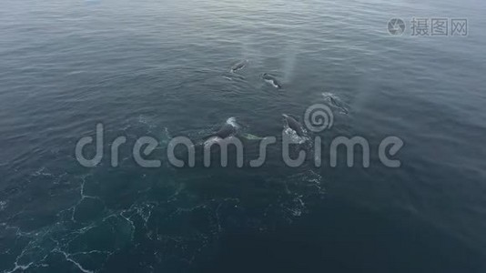 鲸鱼从身体里吐出水。 安德列夫。视频