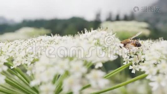 夏季野外采集野花花粉的蜜蜂视频