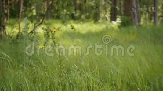 森林中的绿草-夏季针叶树视频