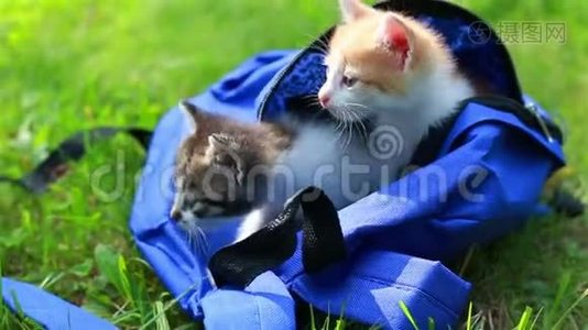 两只可爱的小猫第一次在户外从袋子里看。视频