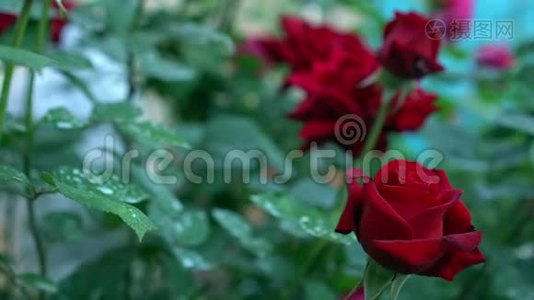 美丽的开花红玫瑰花在玫瑰花园里。 绿色模糊的自然背景和文字的地方视频