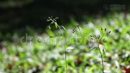 野花和草地上的草视频