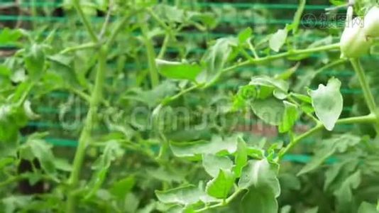 种植农业作物的绿色西红柿视频