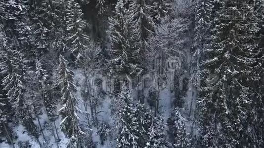 飞越雪杉树滑雪胜地布科维尔，喀尔巴阡山脉，乌克兰。 4空中无人机视野。视频