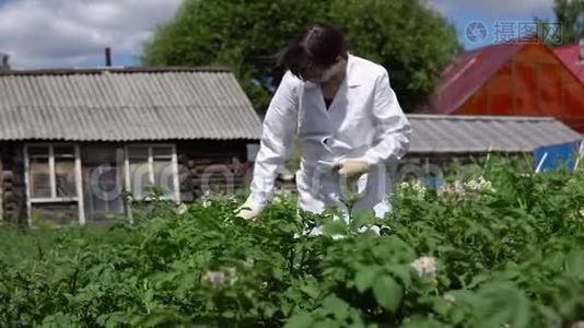 一位女实验室技术人员在一个实验地点研究土豆的生长。视频