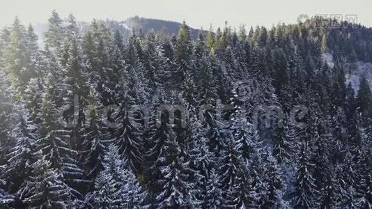 飞越雪杉树在布科维尔，喀尔巴阡山脉，乌克兰。 4K视频