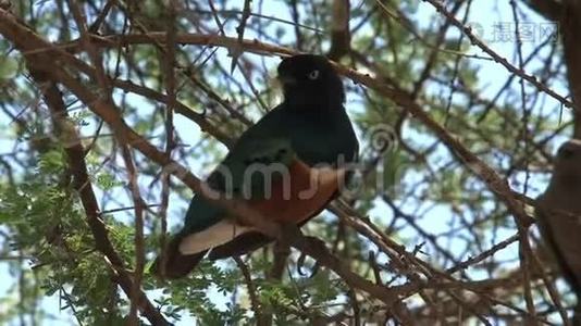 非洲橄榄鸽子栖息在树上视频