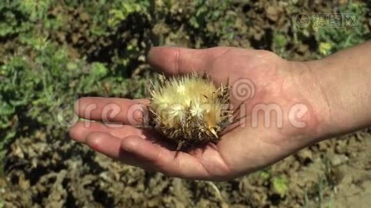 植物乳蓟蓟水飞蓟或马卡草愈合草本植物，在干燥的花序与水果在手视频