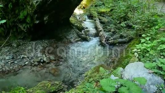 森林中纯净的淡水瀑布.视频
