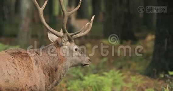 白俄罗斯。 雄欧洲红鹿或鹿鹿有咆哮在罗特。 高加索地区欧洲大部分地区的红鹿栖息地视频