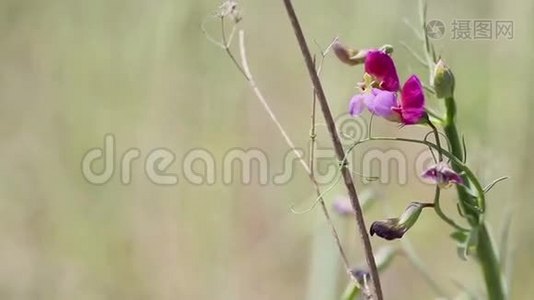 西班牙属野生植物，系在自然界干燥的枝条上视频