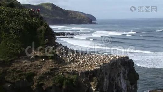 甘尼特殖民地的岩石海浪，碰撞和鸟类降落在新西兰视频