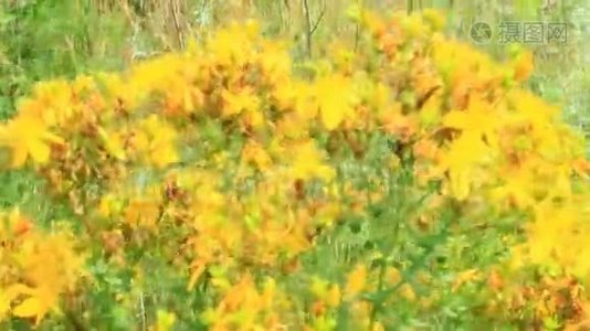 圣约翰`麦汁的黄花在田间开花视频