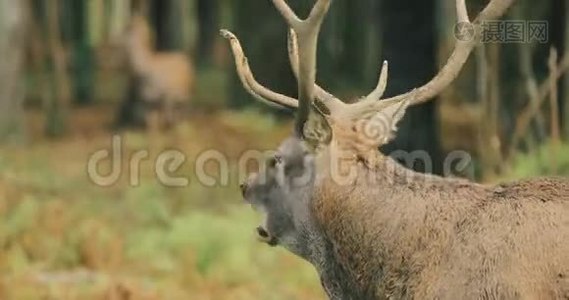白俄罗斯。 红鹿或鹿，鹿，鹿，鹿，雄，在秋天的森林中咆哮视频