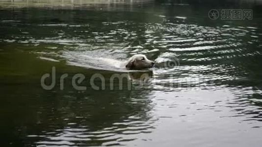 金毛猎犬在公园池塘里游泳视频