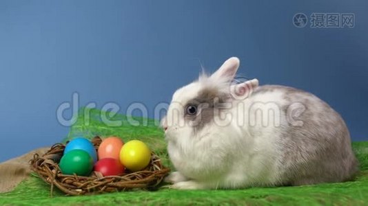 复活节兔子和彩蛋坐在巢里视频