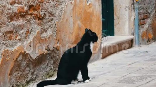 威尼斯破墙附近美丽高贵的黑白猫视频