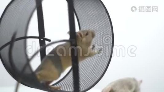 一只有趣的老鼠在一个运行轮中跳跃和运行，在背景中有另一只老鼠，慢动作视频