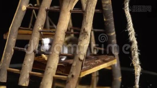 一只可爱的白色仓鼠坐在一个木制的操场上，慢慢地搅动着胡须视频