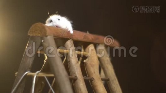 可爱的仓鼠爬起来，在操场上玩啮齿动物，慢动作视频