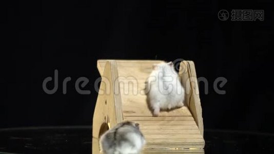 一只白色的仓鼠沿着秋千跑，而另一只灰色的毛茸茸的仓鼠在看着他，慢动作。视频