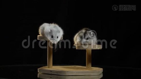 木座上的两只可爱的仓鼠互相看着对方，扭动着一丝，其中一只跳了下来视频