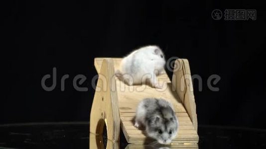 两只毛茸茸的仓鼠爬在展示桌上的木秋千上，有点慢动作视频