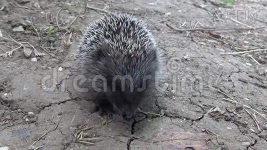 小刺猬吃被抓的猎物。 欧洲刺猬欧罗巴视频