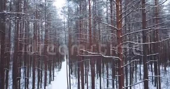 冰雪覆盖的云杉林.. 北方冬季景观。 上面的风景。 美丽的自然背景为铭文。视频