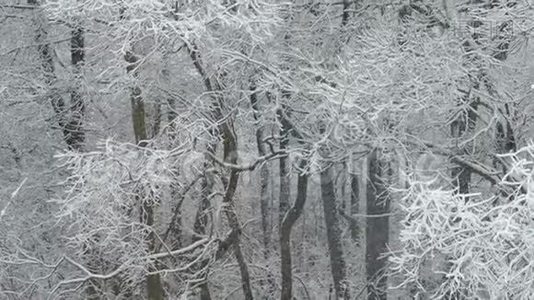 大雪纷飞。 冬天白雪覆盖的森林。 雪花飞舞。视频